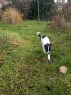 Jack Russell teefje 6 maanden., Dieren en Toebehoren, Teef, Eén hond, Nederland, Particulier