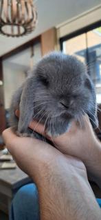Mooie grijs/ blauwe Minilop blauwoogvoedstertjes konijntjes, Dieren en Toebehoren, Konijnen, Meerdere dieren, Dwerg, Hangoor, 0 tot 2 jaar