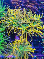 Euphyllia Dragon tamer zeeaquarium koraal stekken zeewater, Ophalen of Verzenden, Zo goed als nieuw, Gevuld zeewateraquarium