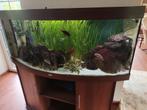 Juwel vision 450 met Malawi bestand, Dieren en Toebehoren, Vissen | Aquaria en Toebehoren, Ophalen of Verzenden, Gebruikt, Gevuld zoetwateraquarium