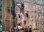 Sapelpoot krielen, Meerdere dieren, Kip