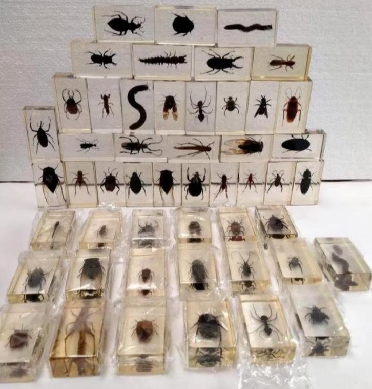 Insecten in hars | taxidermie | curiosa | vintage, Antiek en Kunst, Curiosa en Brocante, Ophalen of Verzenden