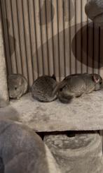 3 chinchilla broertjes, Dieren en Toebehoren, Chinchilla, Augustus, Mannelijk, Tam