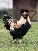 1-1 Faverolle, Dieren en Toebehoren, Meerdere dieren, Kip