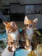 Aanhankelijk Veluwse boerderij kitten (nog 1 beschikbaar!), Dieren en Toebehoren, Meerdere dieren, Kortharig, 0 tot 2 jaar