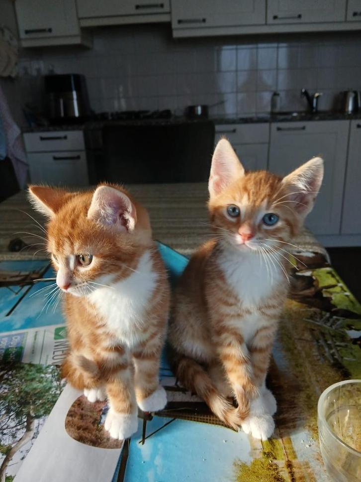 Aanhankelijk Veluwse boerderij kitten (nog 1 beschikbaar!), Dieren en Toebehoren, Katten en Kittens | Overige Katten, Kortharig