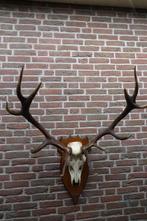 Schitterend groot gewei van een edelhert op mooi schild, Verzamelen, Dierenverzamelingen, Ophalen, Zo goed als nieuw, Hert, Gewei of Kop