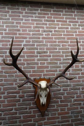 Schitterend groot gewei van een edelhert op mooi schild beschikbaar voor biedingen