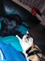 Lapjespoes, Dieren en Toebehoren, Katten en Kittens | Overige Katten, Poes, Kortharig, 0 tot 2 jaar