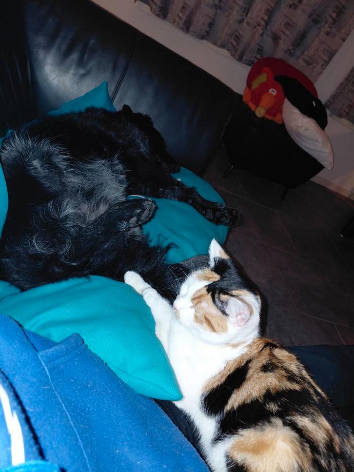 Lapjespoes, Dieren en Toebehoren, Katten en Kittens | Overige Katten, Kortharig, Poes, 0 tot 2 jaar