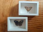 2x vlinder in lijst. Vlinder taxidermie. Vlinders opgezet, Ophalen of Verzenden, Insect, Opgezet dier