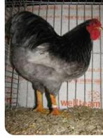 Gezocht Wyandottes blauw witgepareld, Dieren en Toebehoren, Pluimvee, Mannelijk, Kip