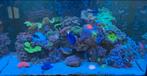 Prachtig Zeeaquarium waterbox 90.3, Dieren en Toebehoren, Ophalen of Verzenden, Zo goed als nieuw, Leeg aquarium