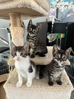 Mixed Bengal Kittens, Kortharig, Meerdere dieren, 0 tot 2 jaar