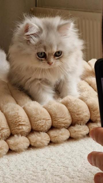 British longhair en korthaar kittens % raszuivere  beschikbaar voor biedingen
