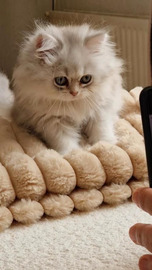 British longhair en korthaar kittens % raszuivere, Dieren en Toebehoren, Katten en Kittens | Raskatten | Langhaar, Ontwormd