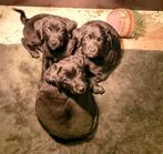 2 boulab teefjes pups moeder labrador vader berner sennen, Dieren en Toebehoren, 8 tot 15 weken, Labrador retriever, Meerdere