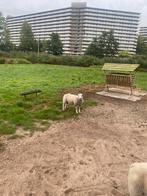 Mooie ram, Dieren en Toebehoren, Schapen, Geiten en Varkens