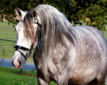 Super lieve pre andalusier ruin beschikbaar voor biedingen