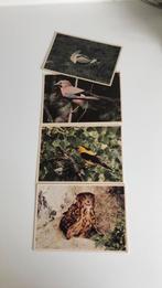 Uil, Wielewaal,Vlaamse Gaai,broedende kluut., Ophalen of Verzenden, Ongelopen