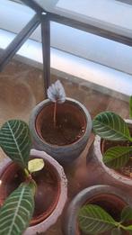 Jong stekje bladbegonia, Ophalen of Verzenden, Halfschaduw, Minder dan 100 cm