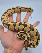 0.1 Enchi Desert Ghost het Cryptic 66% het Pied, Dieren en Toebehoren, Slang, 0 tot 2 jaar