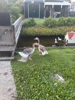 Koppel tamme ganzen, Dieren en Toebehoren, Pluimvee, Meerdere dieren, Gans of Zwaan