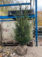 10 st Taxus baccata 100-125cm, Ophalen, Bloeit niet, Overige soorten