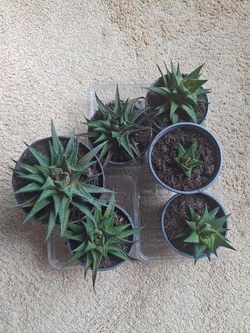 11 leuke vetplantjes beschikbaar voor biedingen