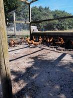 Patrijs Leghorn,  jonge hennen., Dieren en Toebehoren, Pluimvee, Vrouwelijk, Kip