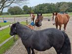 Verzorgpony's aangeboden, Dieren en Toebehoren, Ophalen of Verzenden