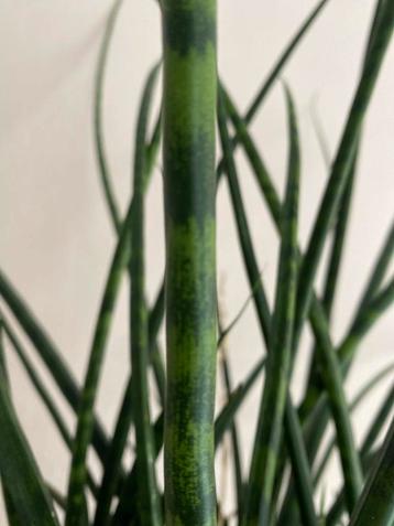 Grote Sansevieria cylindrica in pot beschikbaar voor biedingen