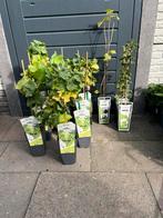 Druiven, Tuin en Terras, Planten | Fruitbomen, Ophalen, Overige soorten, Zomer