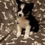 F3 Pomsky pups (mini-husky) uit geteste ouders!, Dieren en Toebehoren, Honden | Poolhonden, Keeshonden en Oertypen, België, Fokker | Hobbymatig