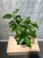 3 Citroen boompjes of mandarijn boompjes 1,5+ jaar oud, Fruitplant, Minder dan 100 cm, Groene kamerplant, Halfschaduw