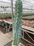 Cactus Myrtillocactus Geometrizans CV Grecas potmaat 25 cm, Ophalen of Verzenden, Minder dan 100 cm, Bloeiende kamerplant, Volle zon