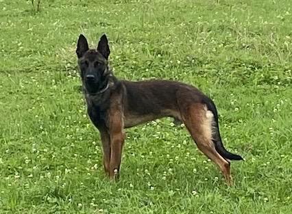 Dekreu Mechelseherder KNPV, Dieren en Toebehoren, Honden | Dekreuen, Reu, Particulier, Eén hond, Nederland, 1 tot 2 jaar, CDV (hondenziekte)