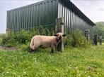 Super lieve Hampshire down ram, Dieren en Toebehoren, Schapen, Geiten en Varkens, Mannelijk, Schaap
