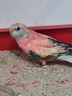 Bourke gezoomde koppel, Dieren en Toebehoren, Vogels | Parkieten en Papegaaien, Meerdere dieren, Parkiet, Geringd