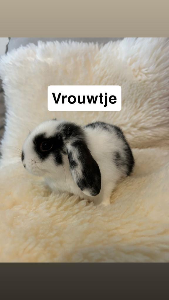 Dwerg hangoor konijntjes, Dieren en Toebehoren, Konijnen, Dwerg, Meerdere dieren, Hangoor