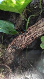 Phyllobates vittatus koppel, Dieren en Toebehoren, Hagedis