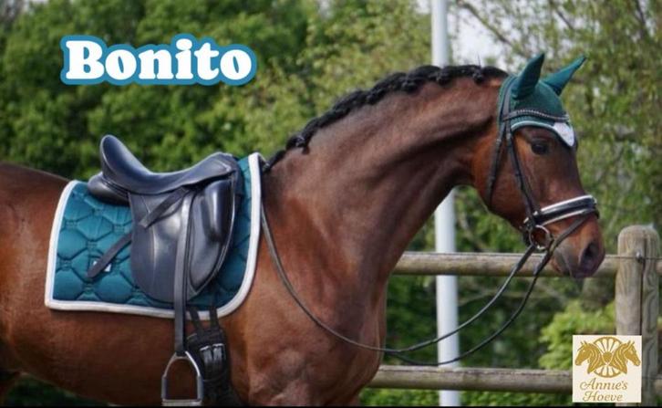 Droom paarden!, Dieren en Toebehoren, Paarden, Meerdere dieren, Niet van toepassing, 3 tot 6 jaar, Recreatiepaard, Met stamboom