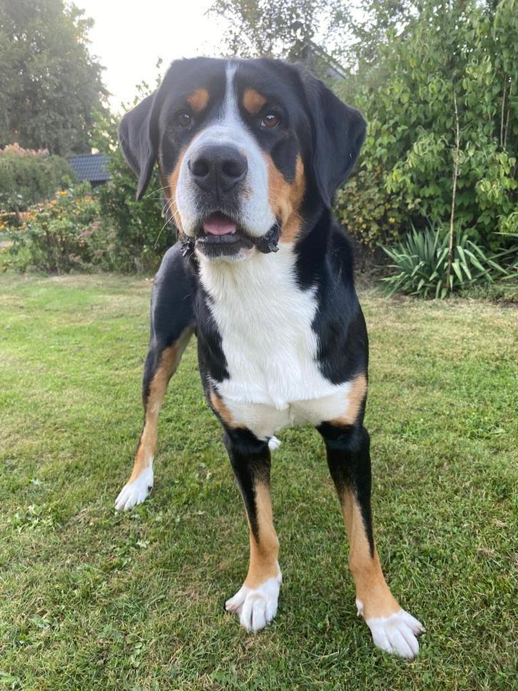 Grote Zwitserse Sennenhond Dekreu, Dieren en Toebehoren, Honden | Dekreuen, Reu, Particulier, Eén hond, Nederland, 1 tot 2 jaar