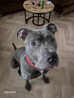 Lieve pitbull Acey. Van 12 maanden, Dieren en Toebehoren, 15 weken tot 1 jaar, Reu, Eén hond, Nederland