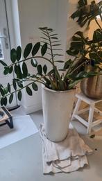 Plant Zamioculcas te koop incl. pot, Huis en Inrichting, Kamerplanten, Ophalen, Halfschaduw, Minder dan 100 cm