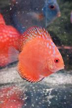 Jonge discusvissen laatste 3 voor €75, Vis