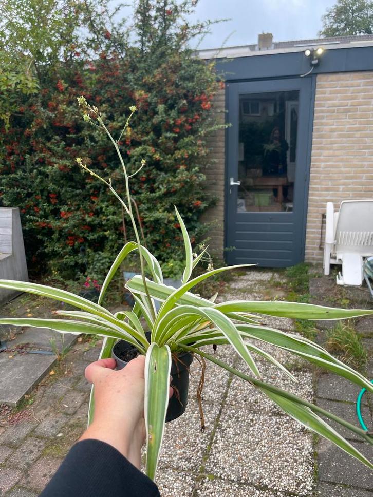 Graslelie - Chlorophytum comosum, Tuin en Terras, Planten | Tuinplanten, Vaste plant, Overige soorten, Halfschaduw, Zomer, Ophalen