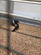 Tamboerijn duiven, Meerdere dieren, Overige soorten