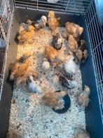 Paaskuikens, Brahma groot, Dieren en Toebehoren, Geslacht onbekend, Kip