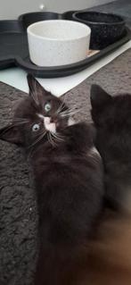 Nog 1 vrouwtje over, Dieren en Toebehoren, Katten en Kittens | Overige Katten, Meerdere dieren